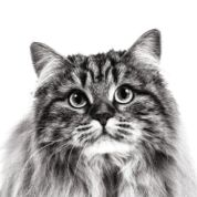 Adult Siberian Emblematic Breed Brand