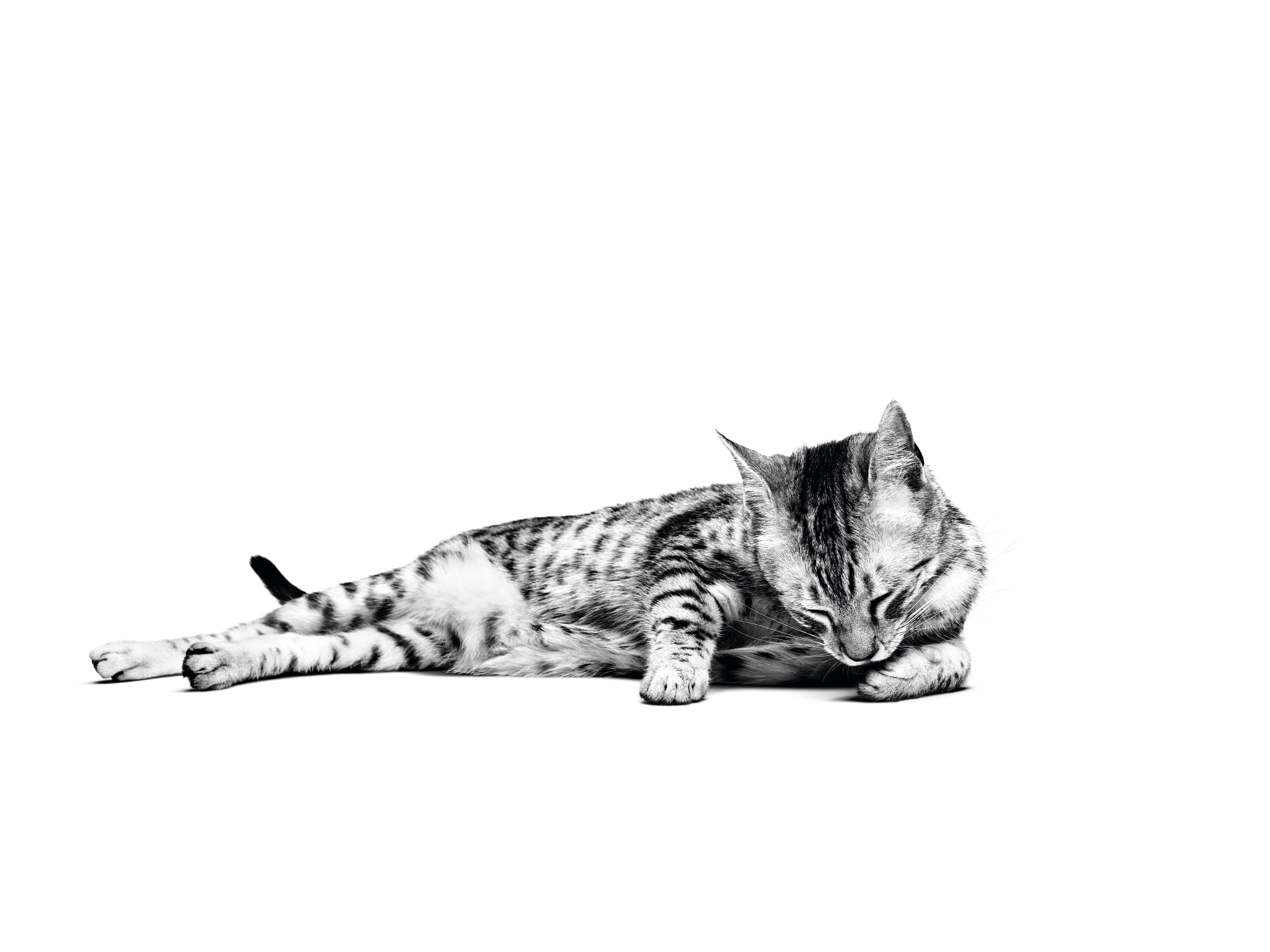 Mau Egipcio rascando en un rascador, blanco y negro en fondo blanco