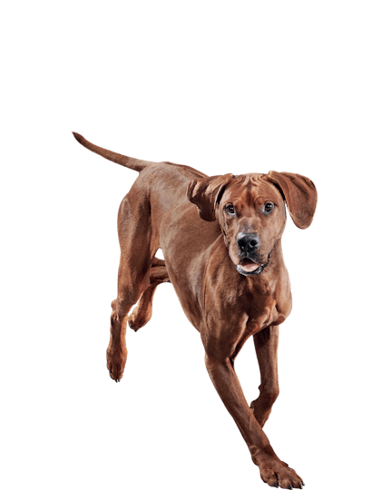 Eukanuba pup of sales the year 2019