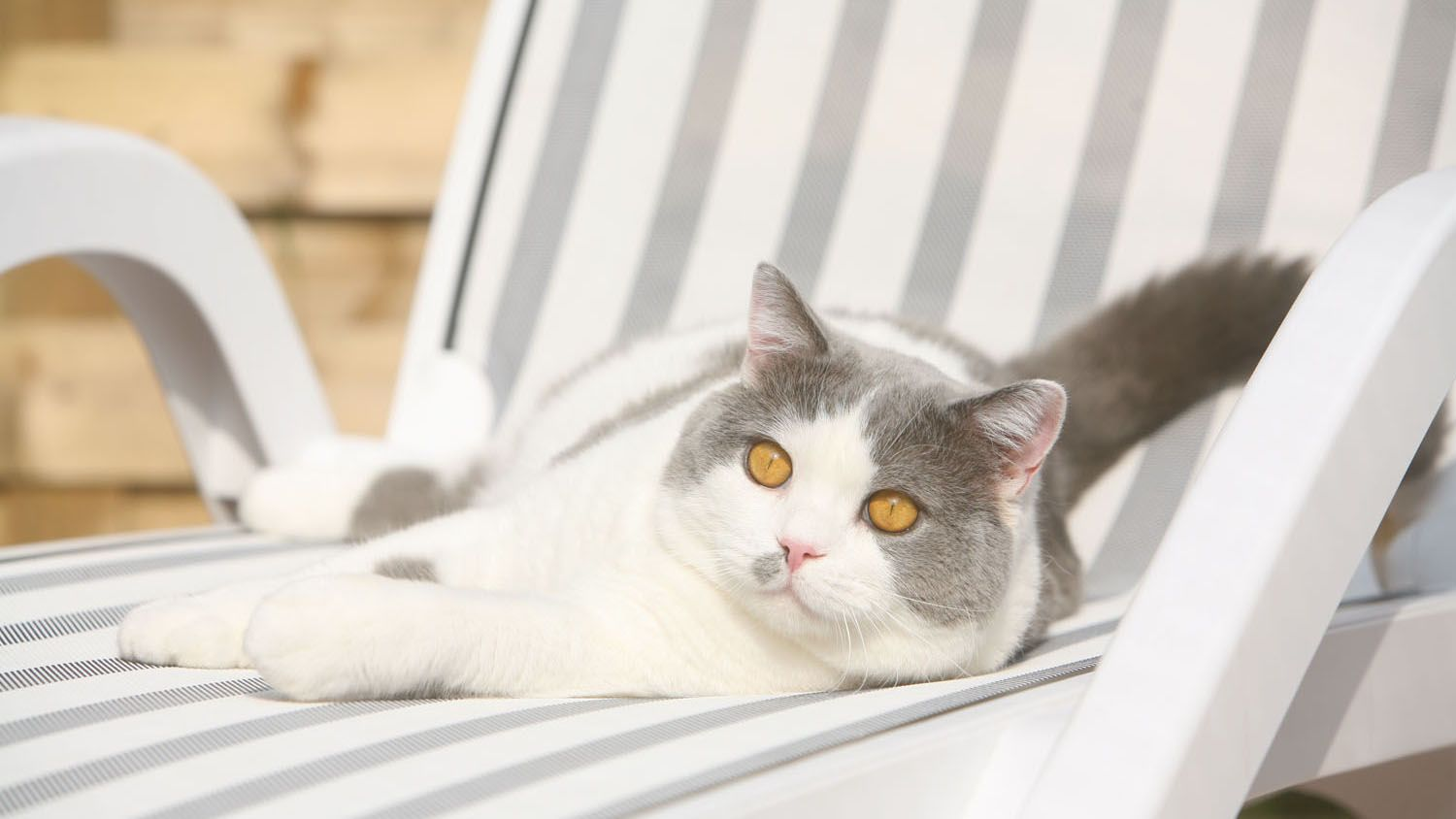 Grey and white British Shorthair lying on a pool lounge