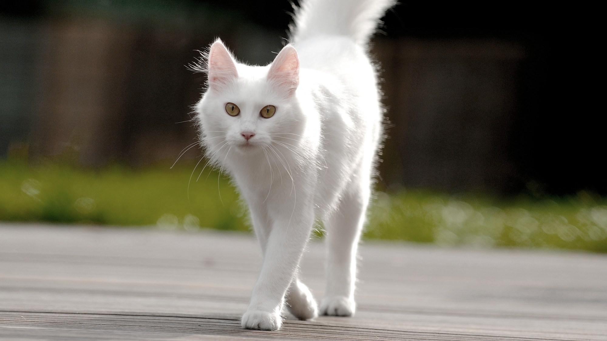 White Turkish Angora walking towards camera