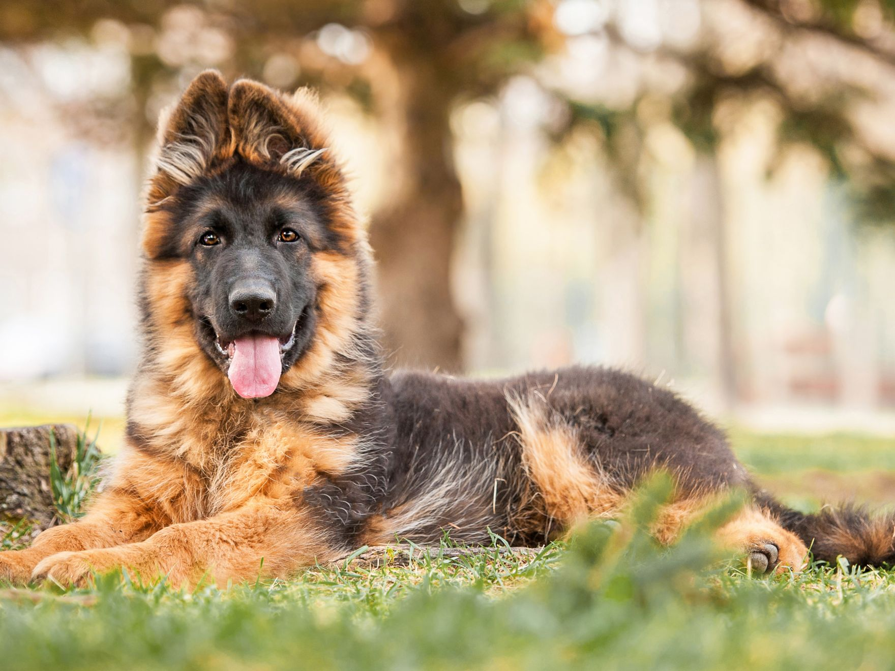 Black and brown dog lying on grass