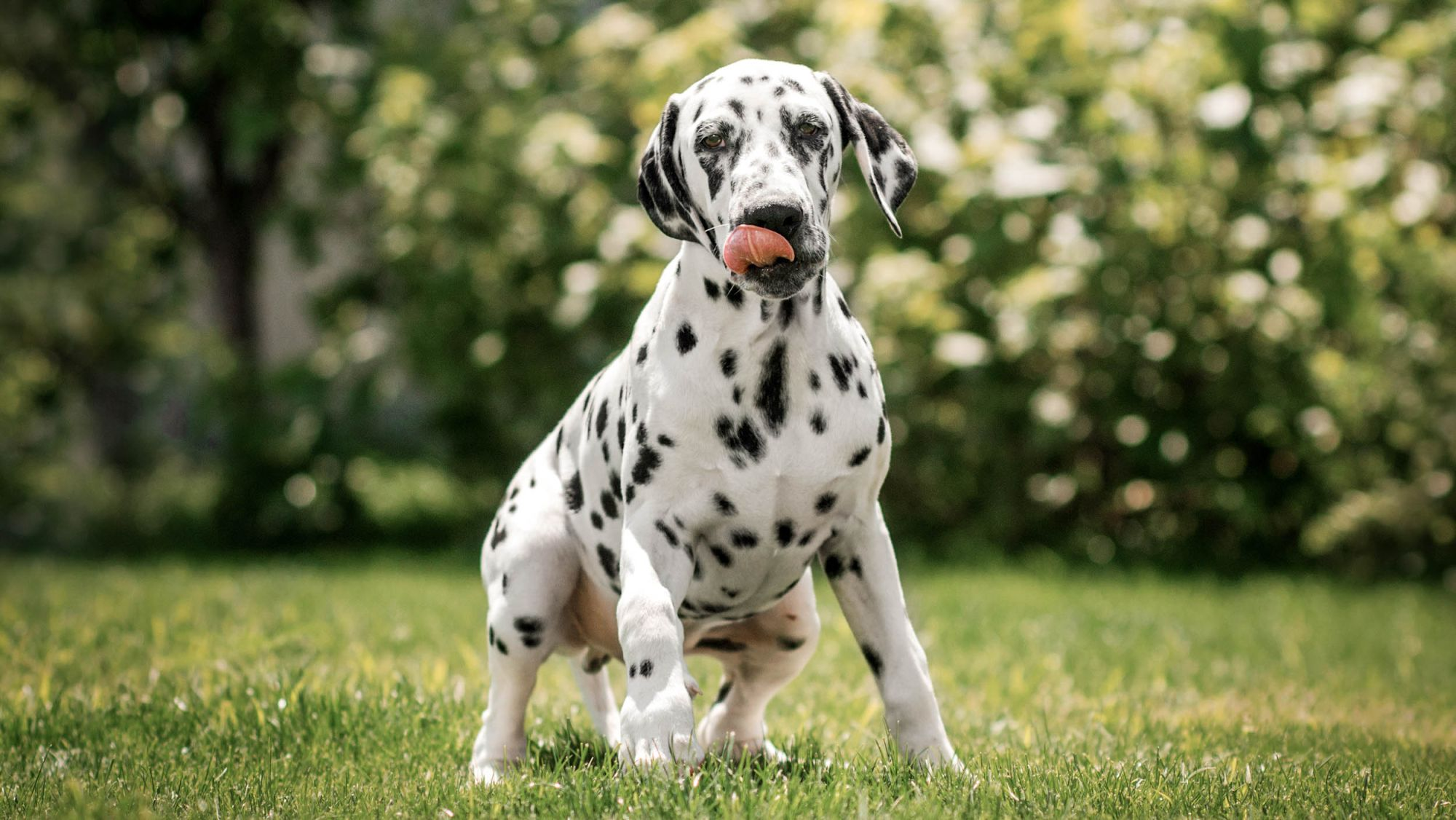 Dalmatiankoira istumassa ulkona