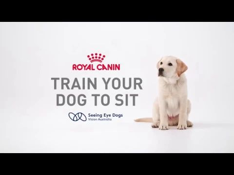 How To Teach A Dog To Sit in 5 Easy Steps