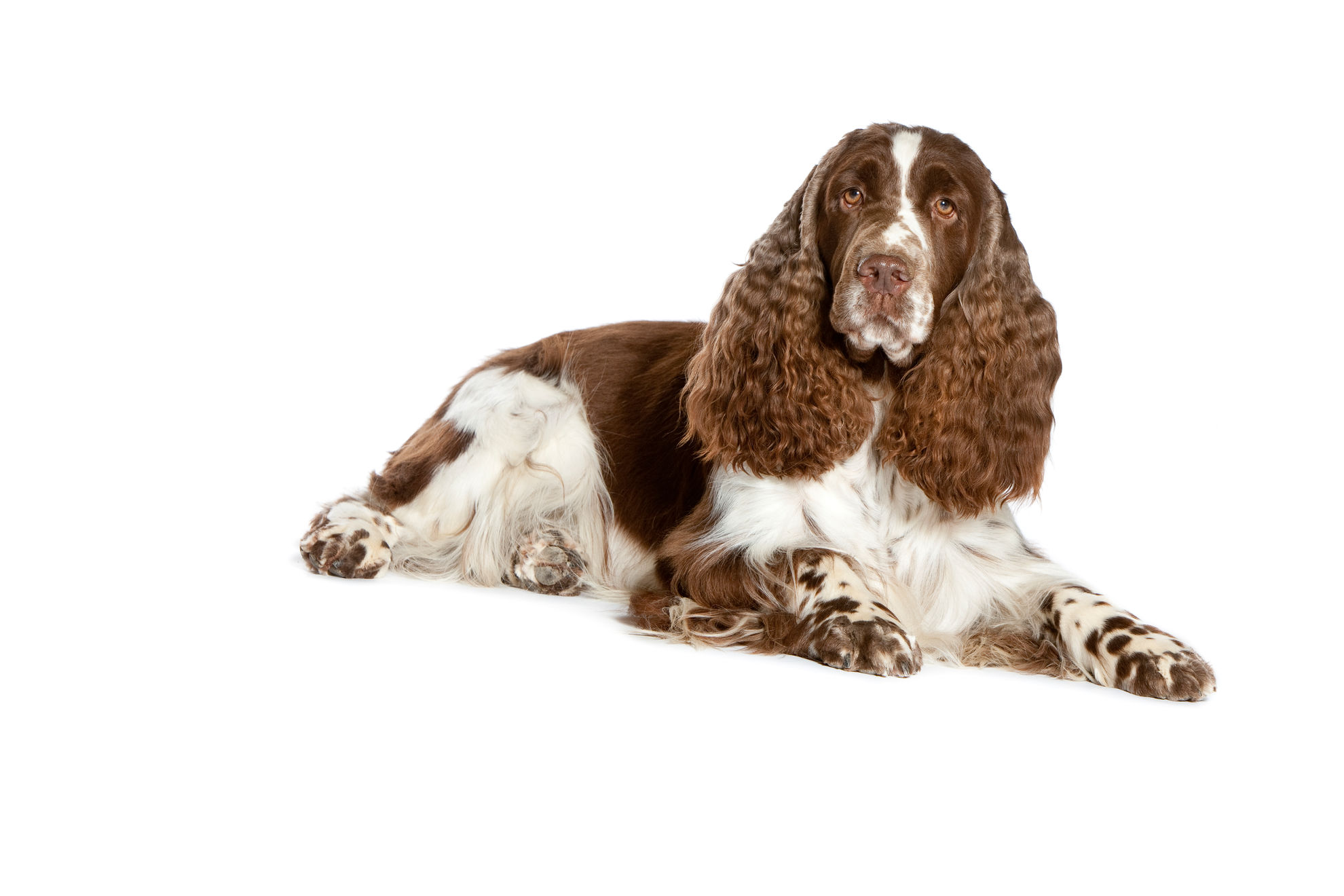 English springer spaniel