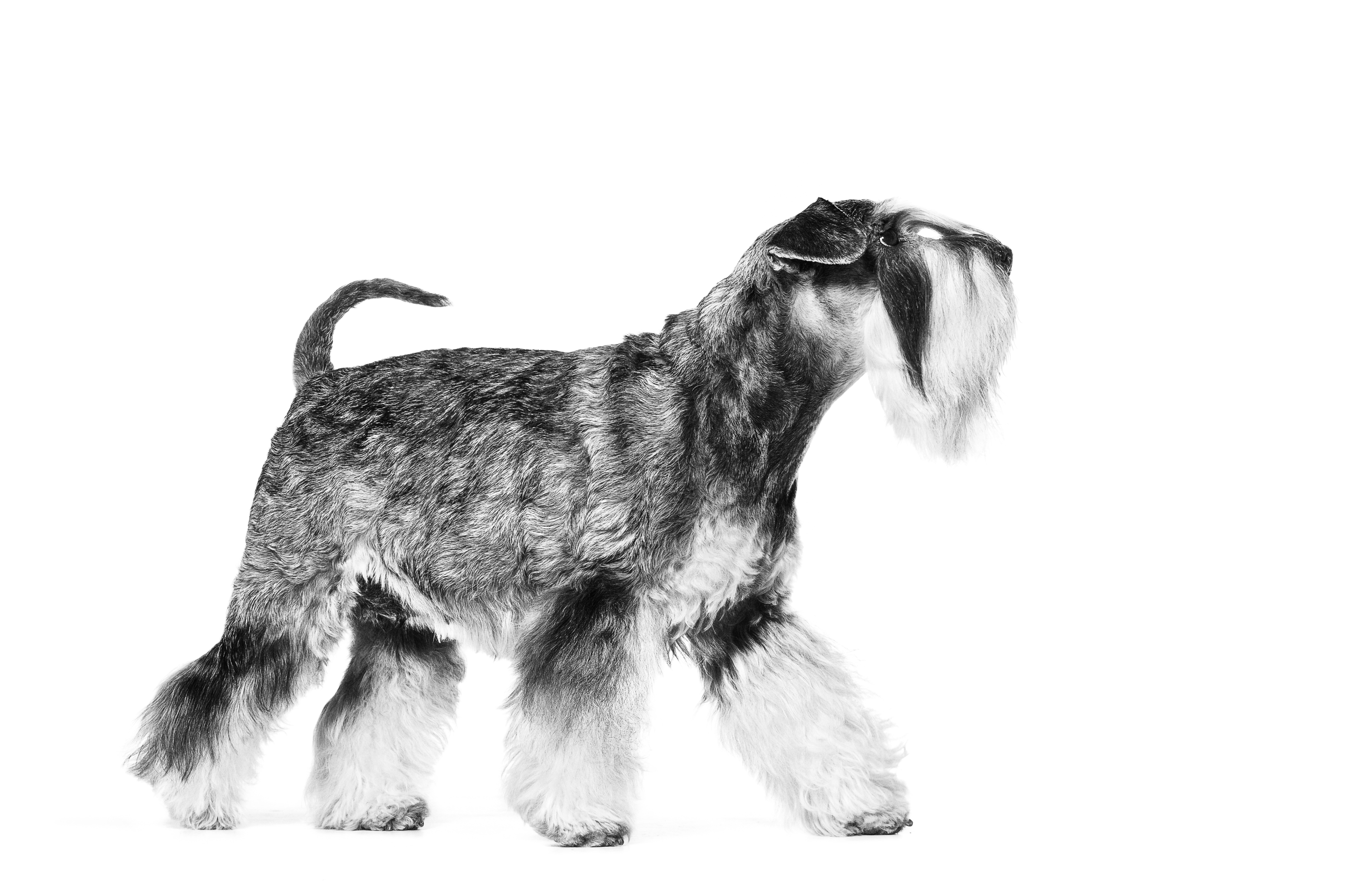 흰색을 배경으로 서 있는 스탠더드 슈나우저 성견 흑백 사진
