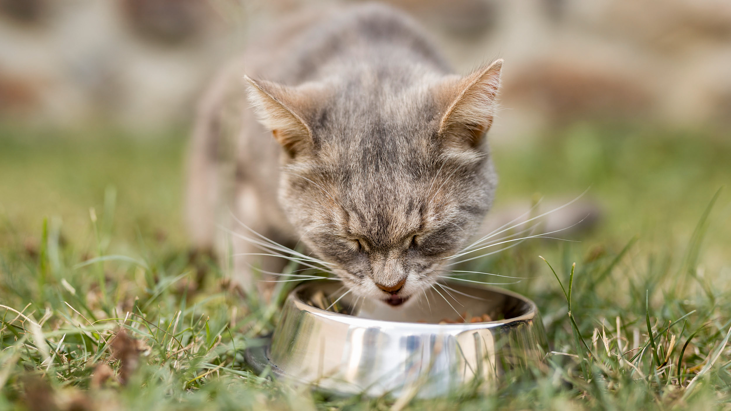 Adult cat sitting down eating from a silver bowl.