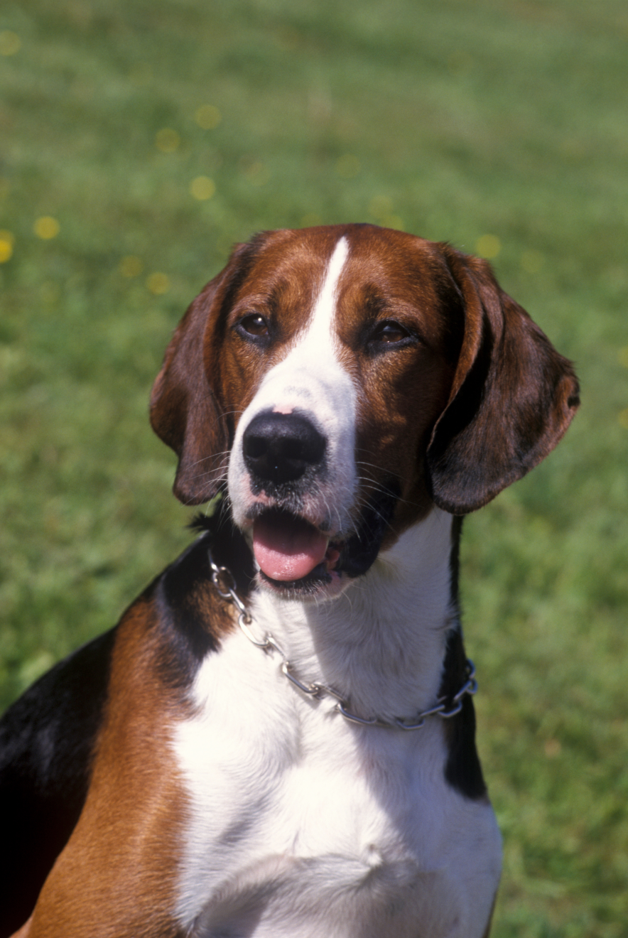Close-up of a Finnish Hound with tongue wagging