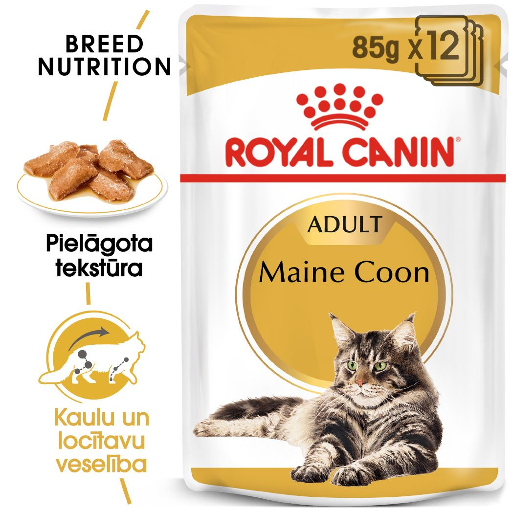 Maine Coon