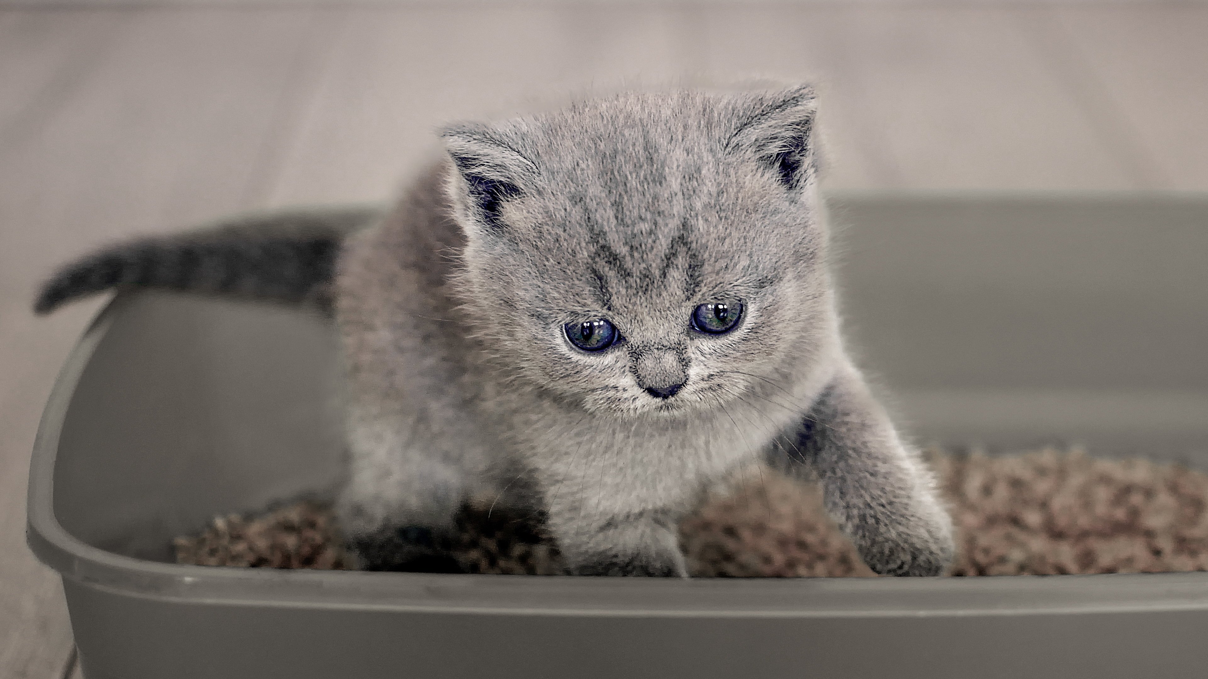British Shorthair kitten standing in a litter tray