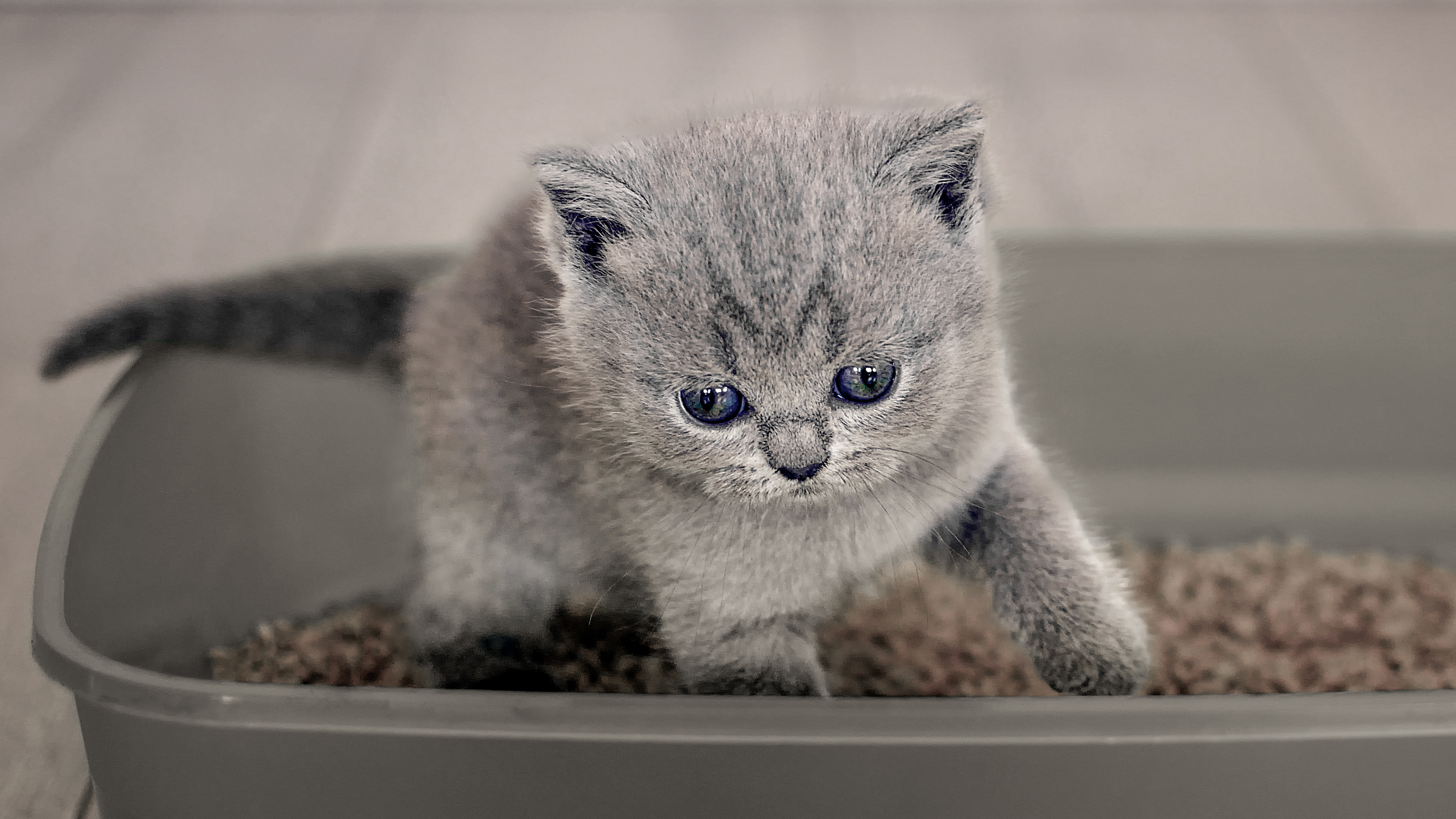 Ein Britisch-Kurzhaar-Kätzchen steht in einer grauen Katzentoilette auf Streu