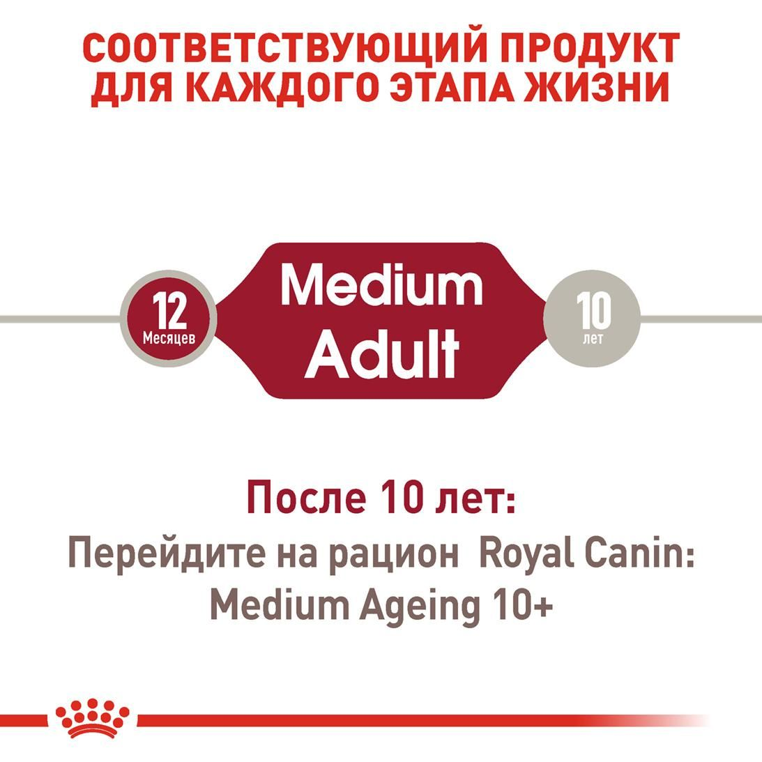 Medium Adult