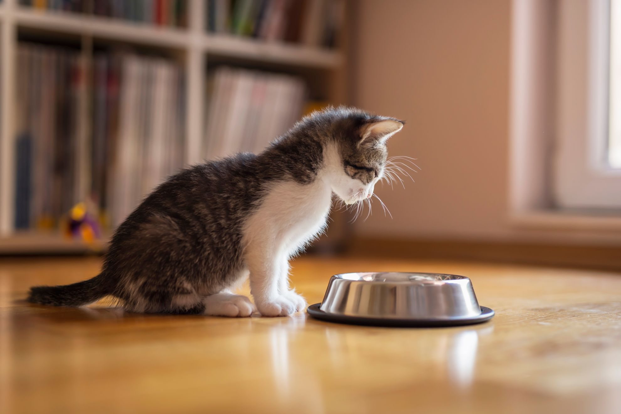 Mooie kleine kitten die melk uit een schaaltje likt op de vloer in de woonkamer naast het raam