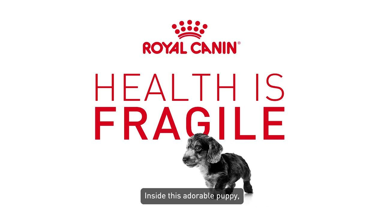 Puppy - Health is Fragile