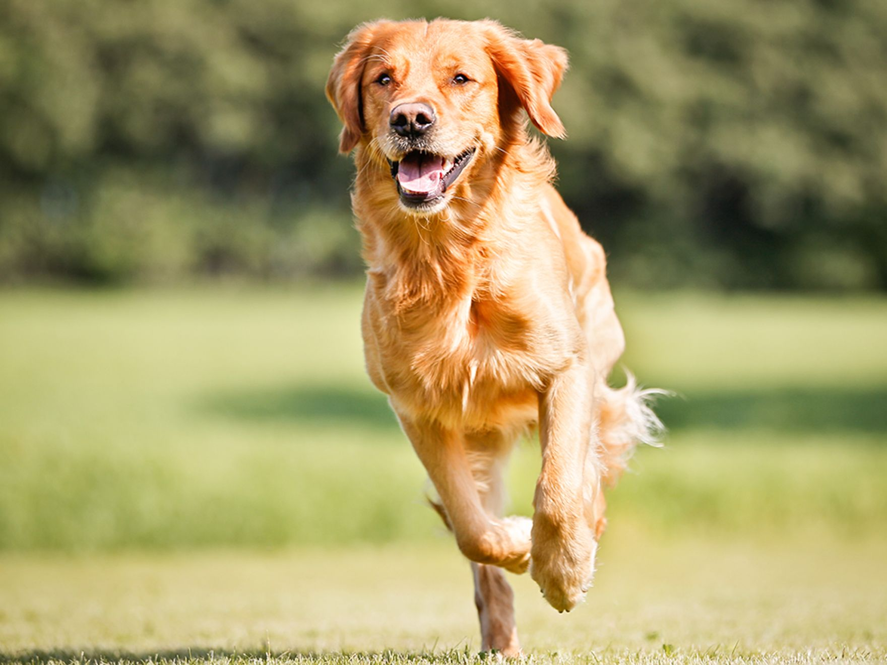 Golden Retriever adult running outside