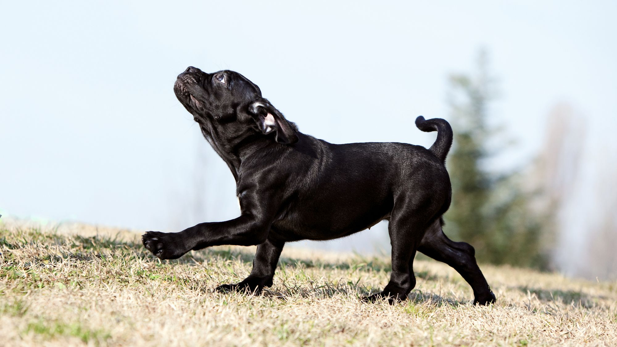 En svart cane corso tittar mot himlen med en tass upphöjd