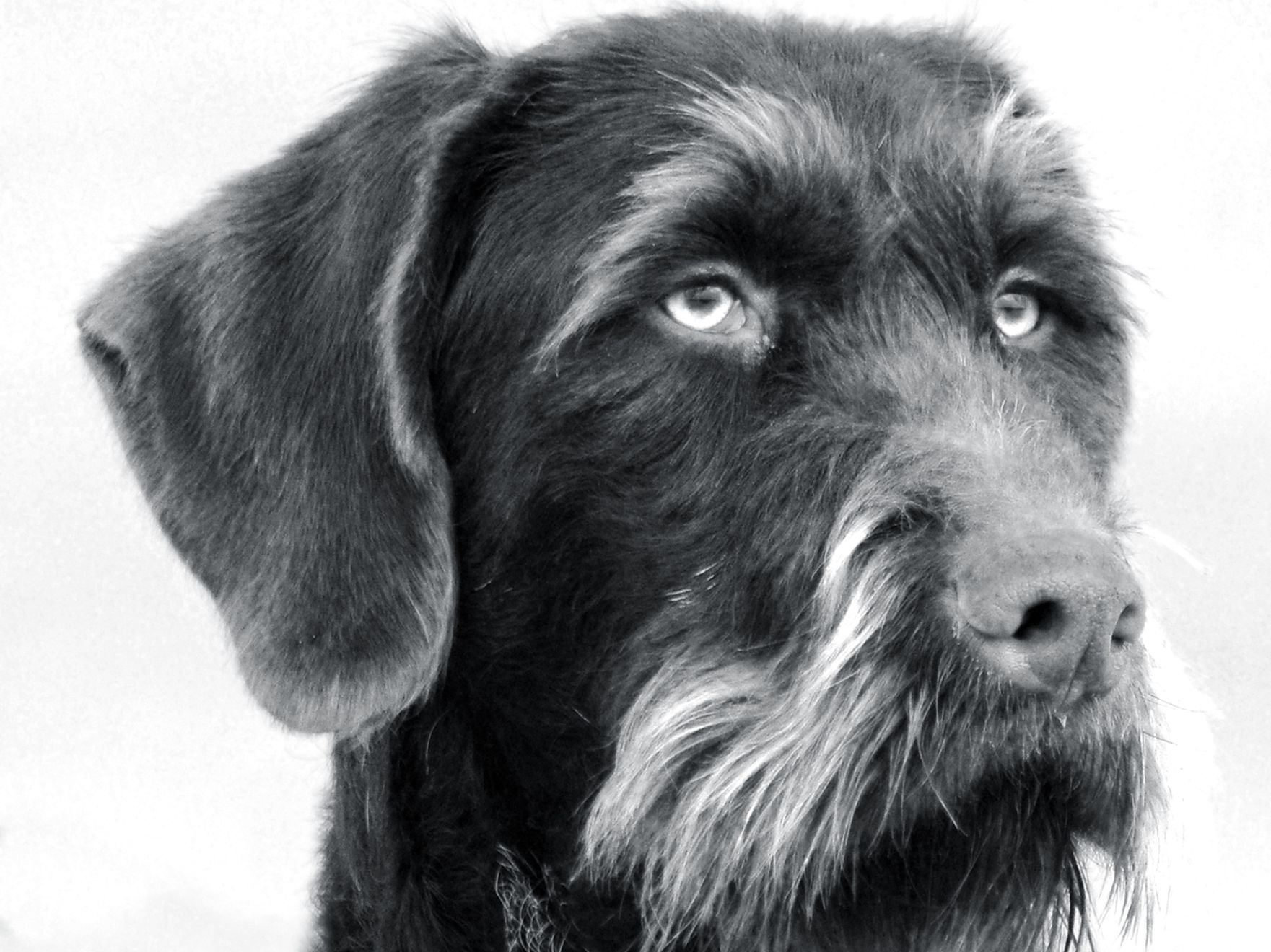 german-wire-haired-pointing-dog-bw-outdoor