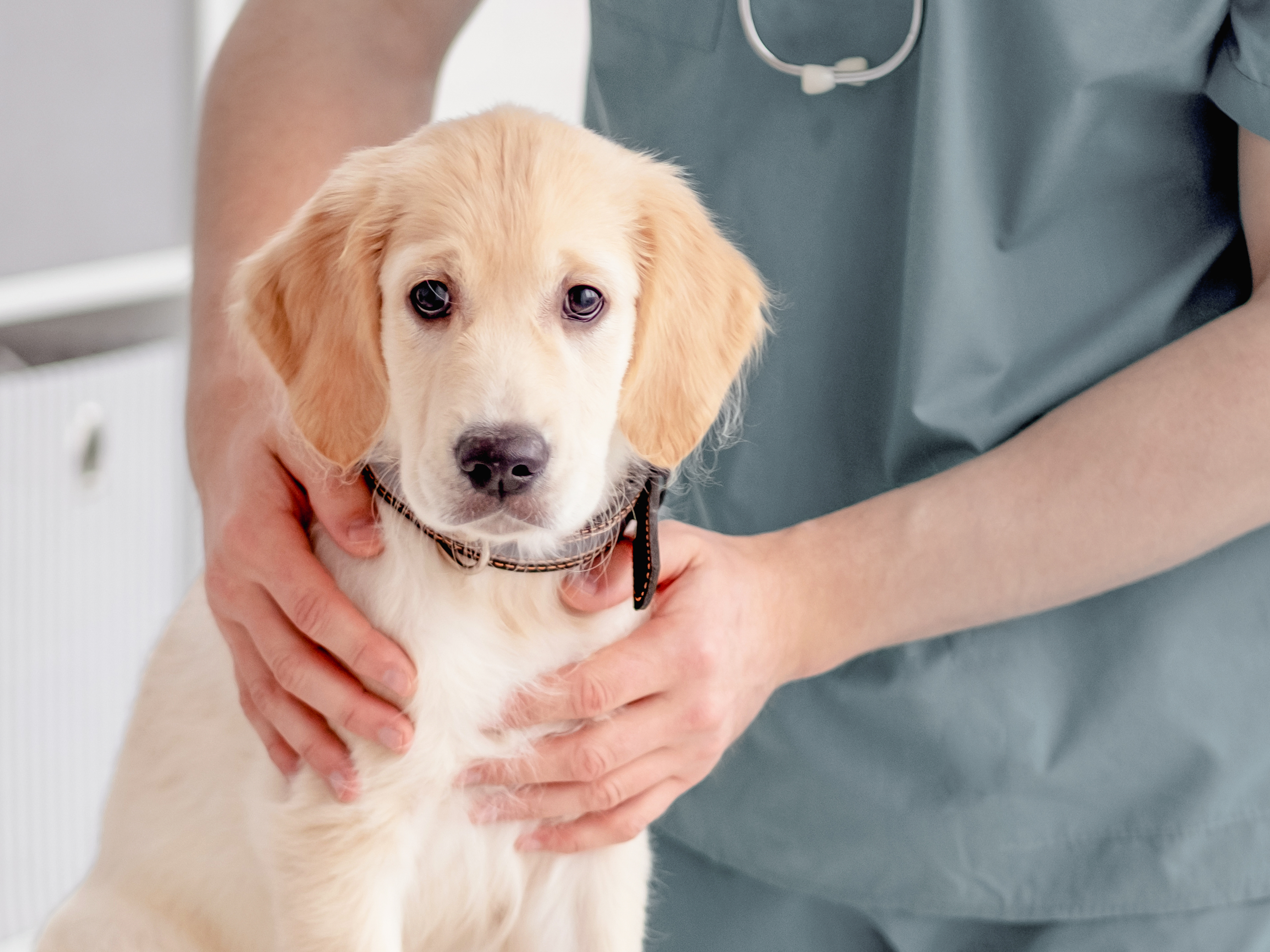 Golden Retriever puppy sitting on a table being examined by a vet