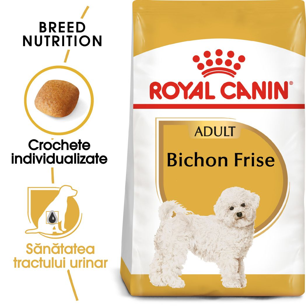 Bichon Frise Adult