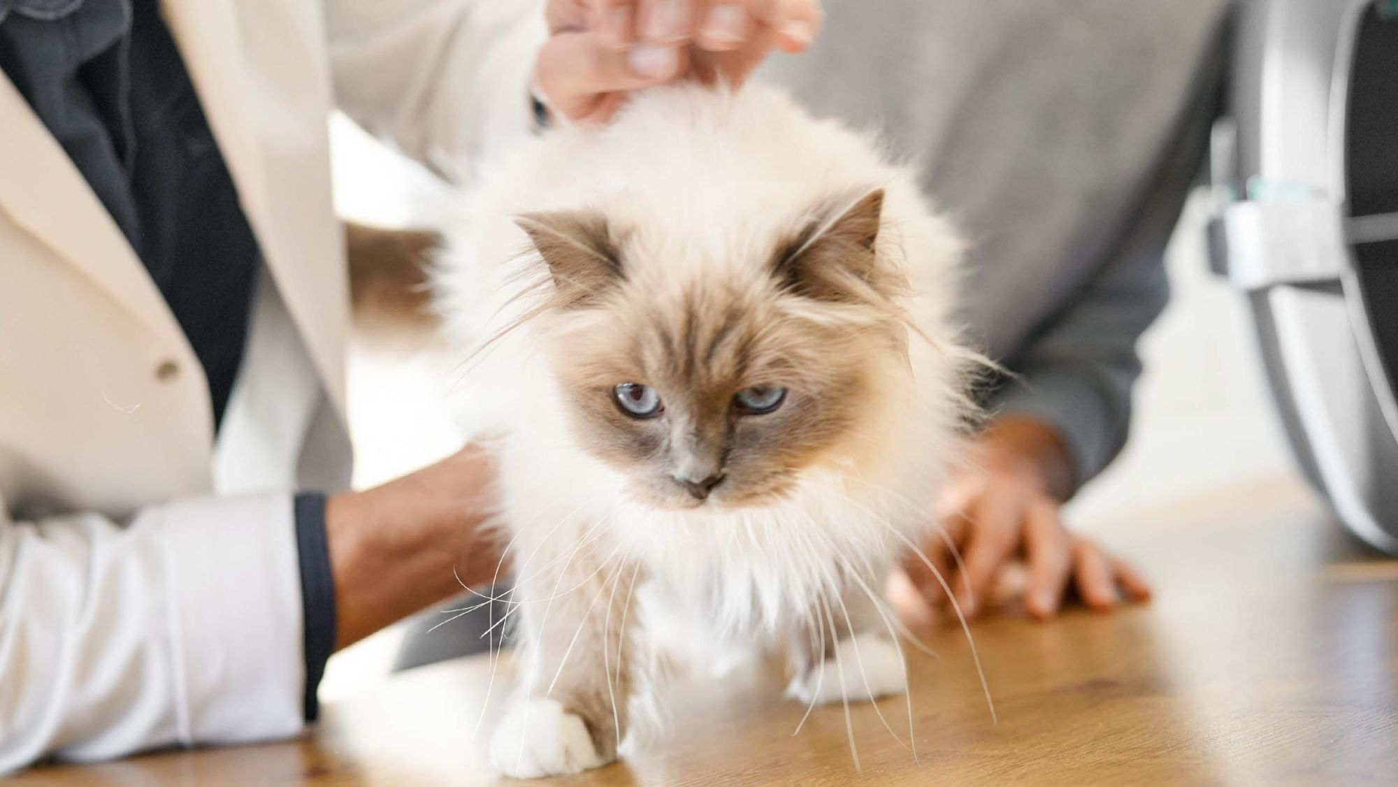 Gato de pie sobre una superficie de madera en una visita al veterinario