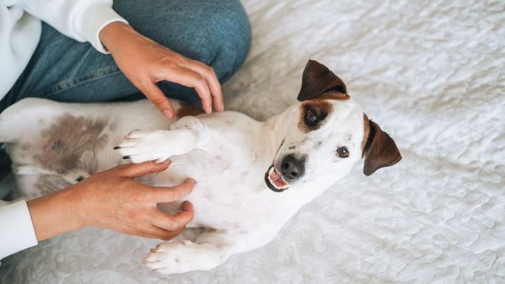 Jack Russell terrier dog on bed at home