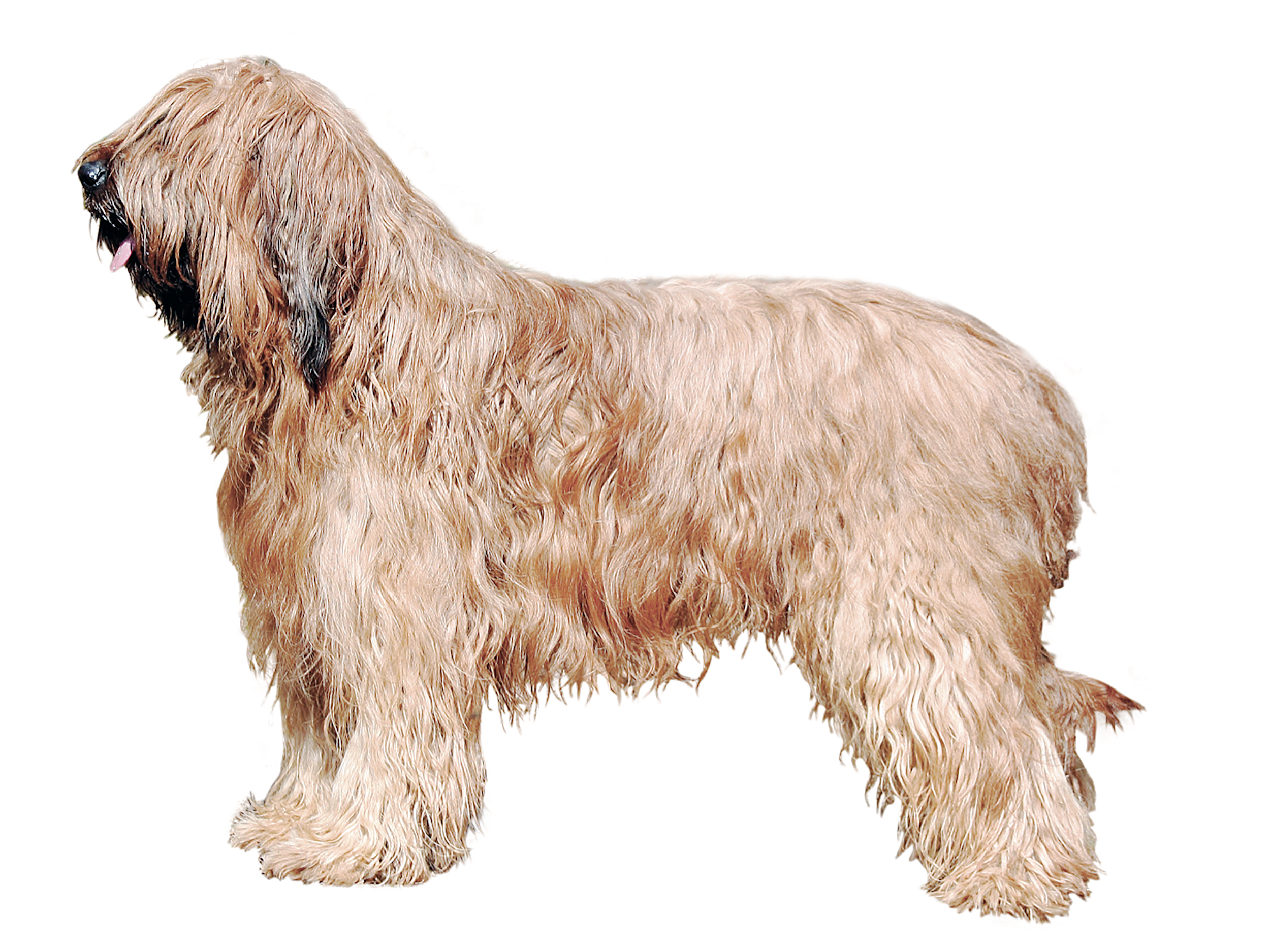 Briard adult in black and white