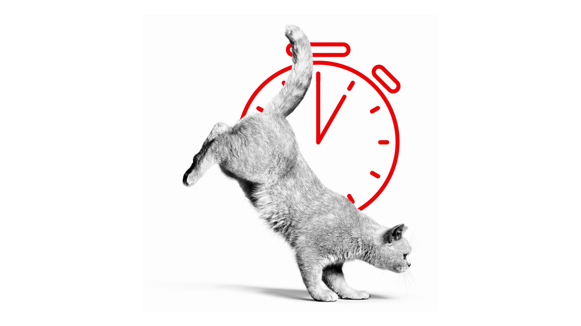 British Shorthair adulto che salta in bianco e nero con una palla rossa davanti all'illustrazione di un cronometro