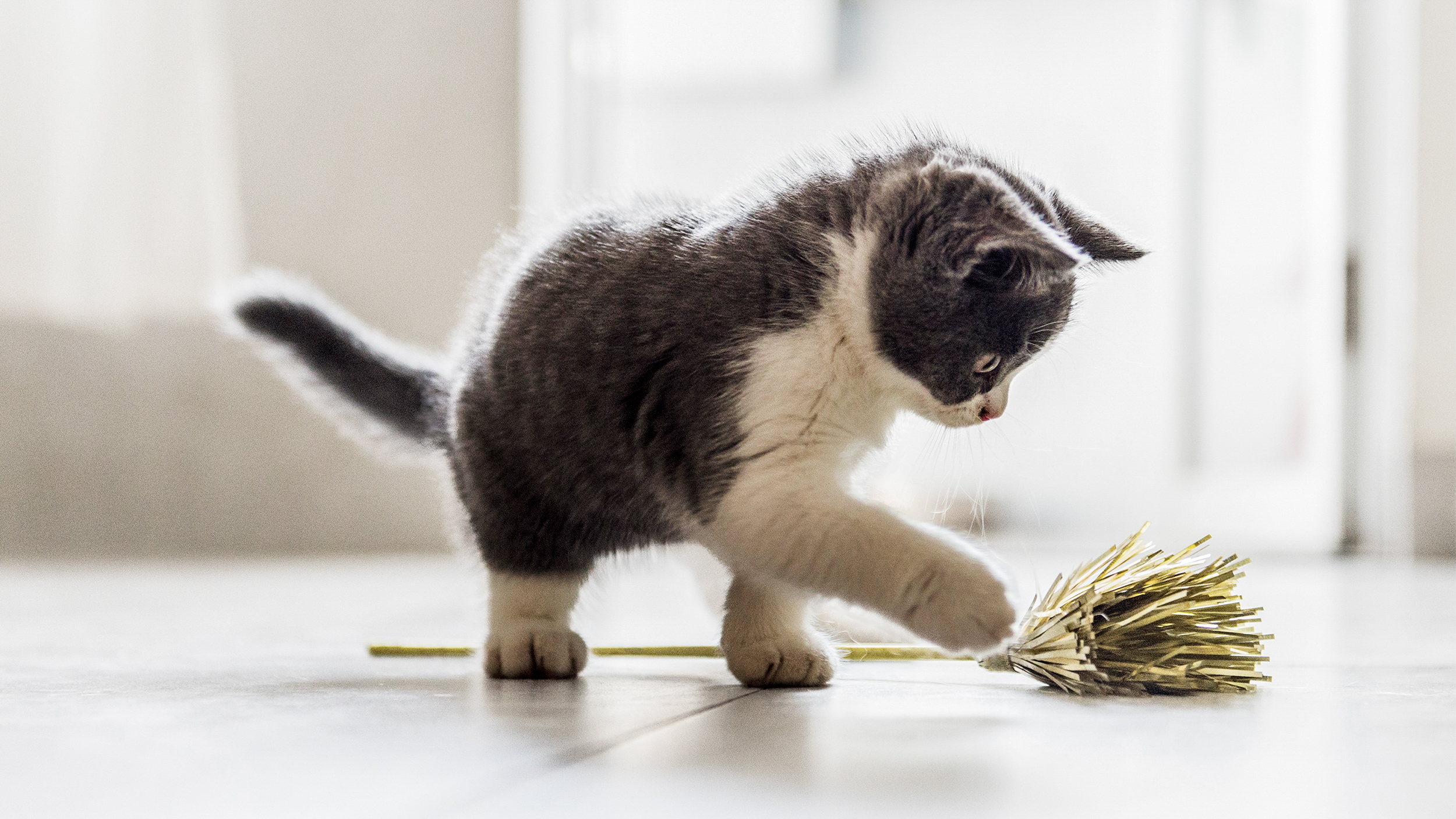 Котенце стои на закрито и си играе с играчка за котки.
