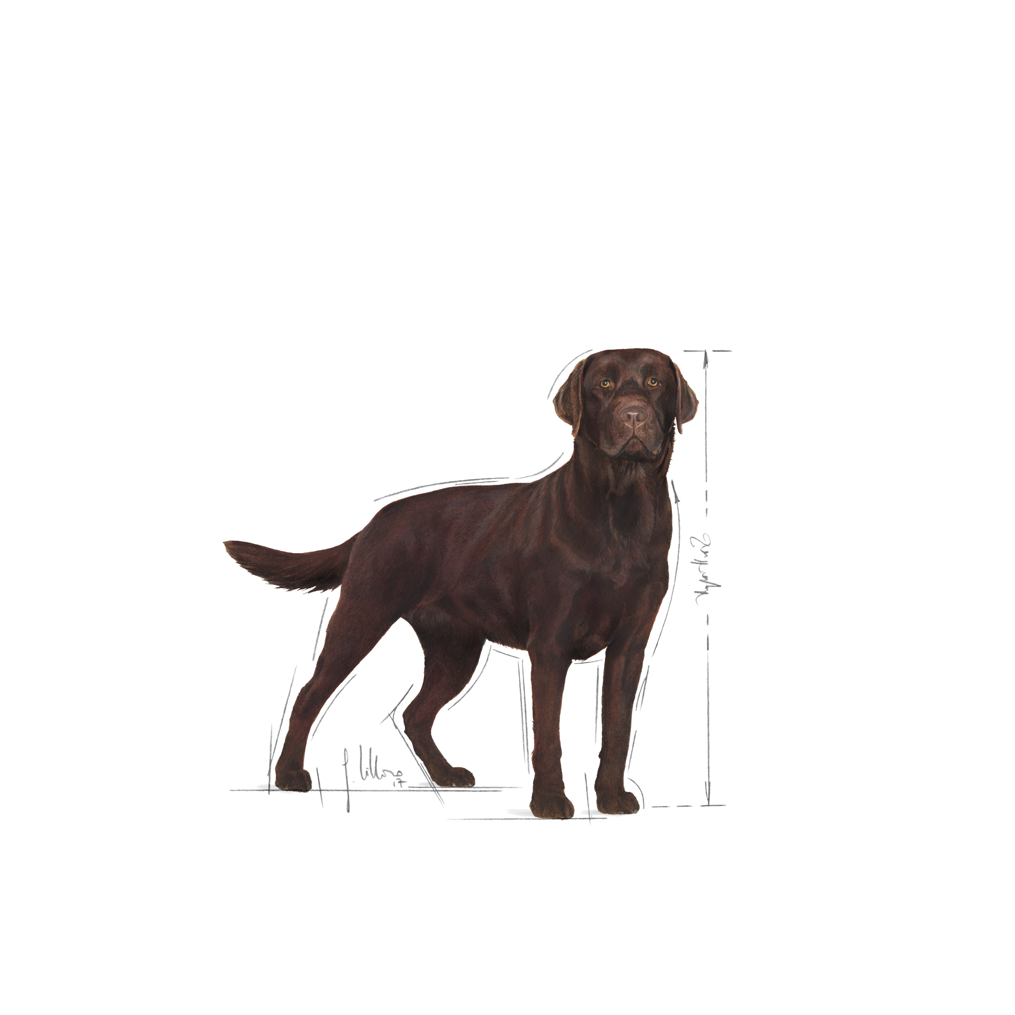 Royal canin labrador retriever sterilised store 12 kg