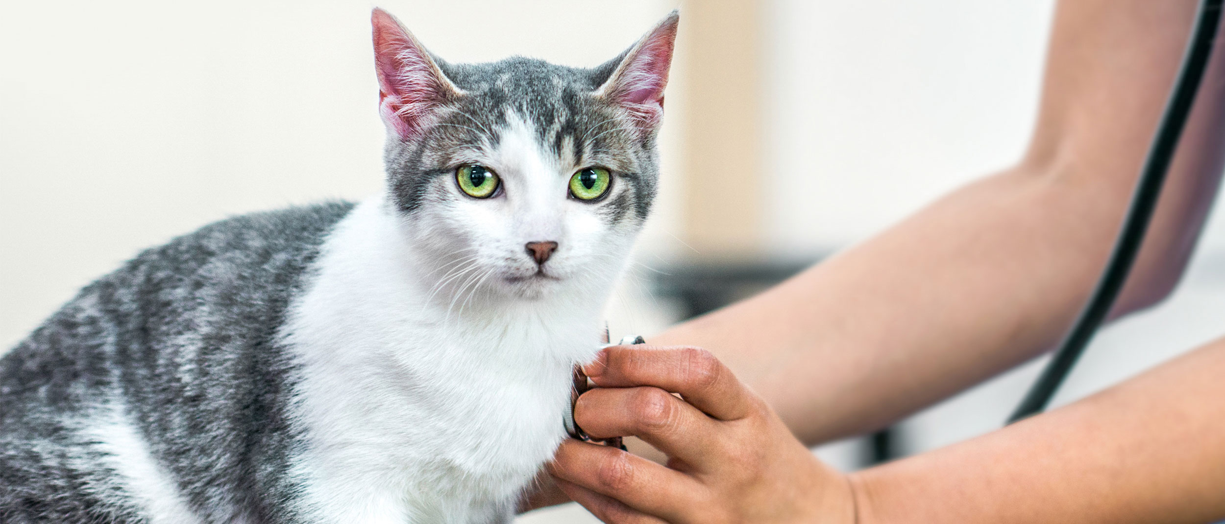 Eine junge Katze sitzt auf einem Untersuchungstisch. Eine Person hält ihr ein Stethoskop an die Brust.