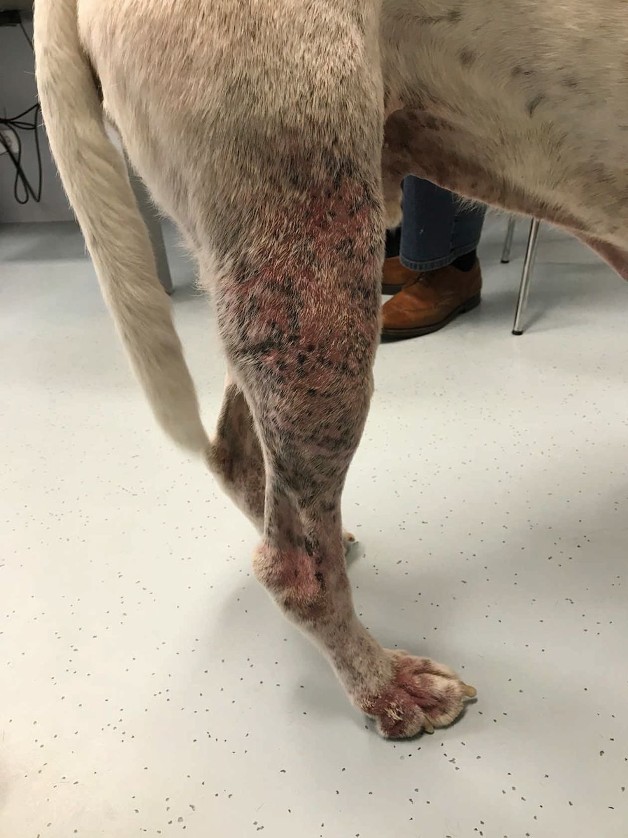 A dog with severe furunculosis on the right hind limb; this was due to ruptured inflamed.