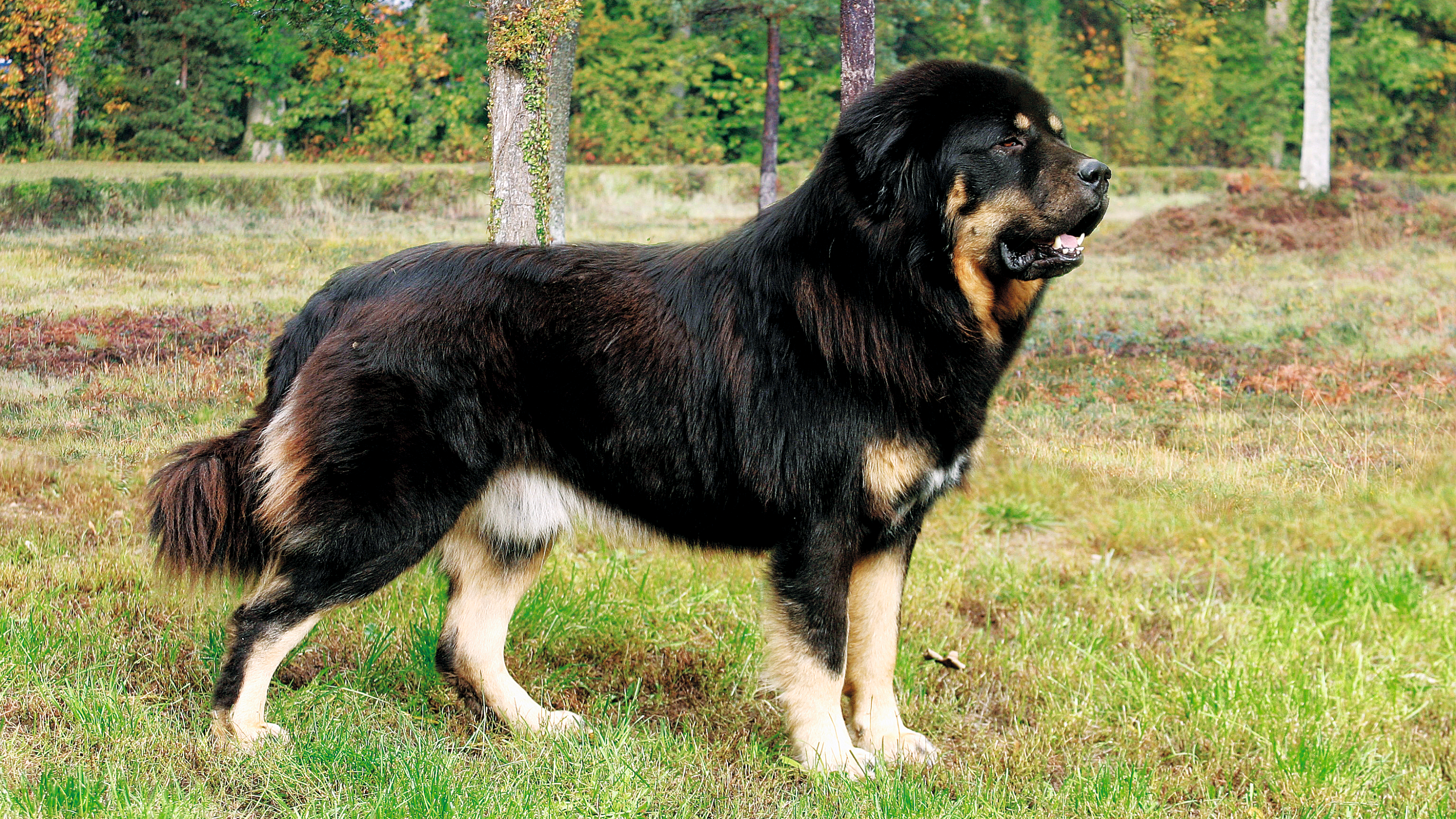 Side view of beige and black Tibetan Mastiff