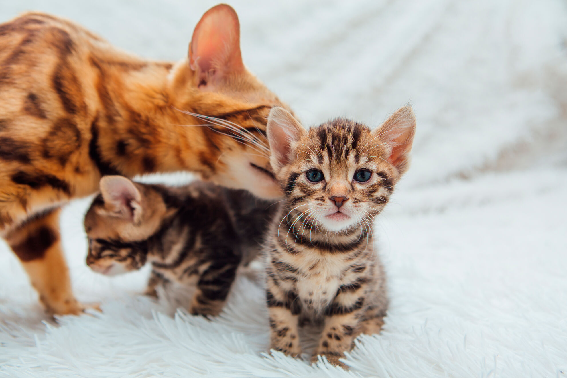 bengal cat with her little kitten on the white fury blanket