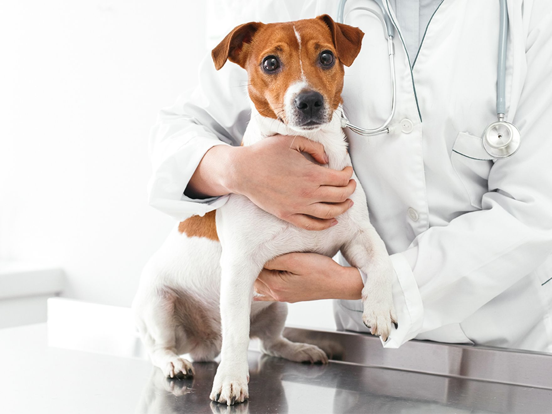 Jack Russel with a vet