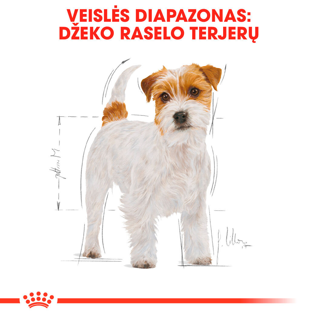 Jack Russel Adult