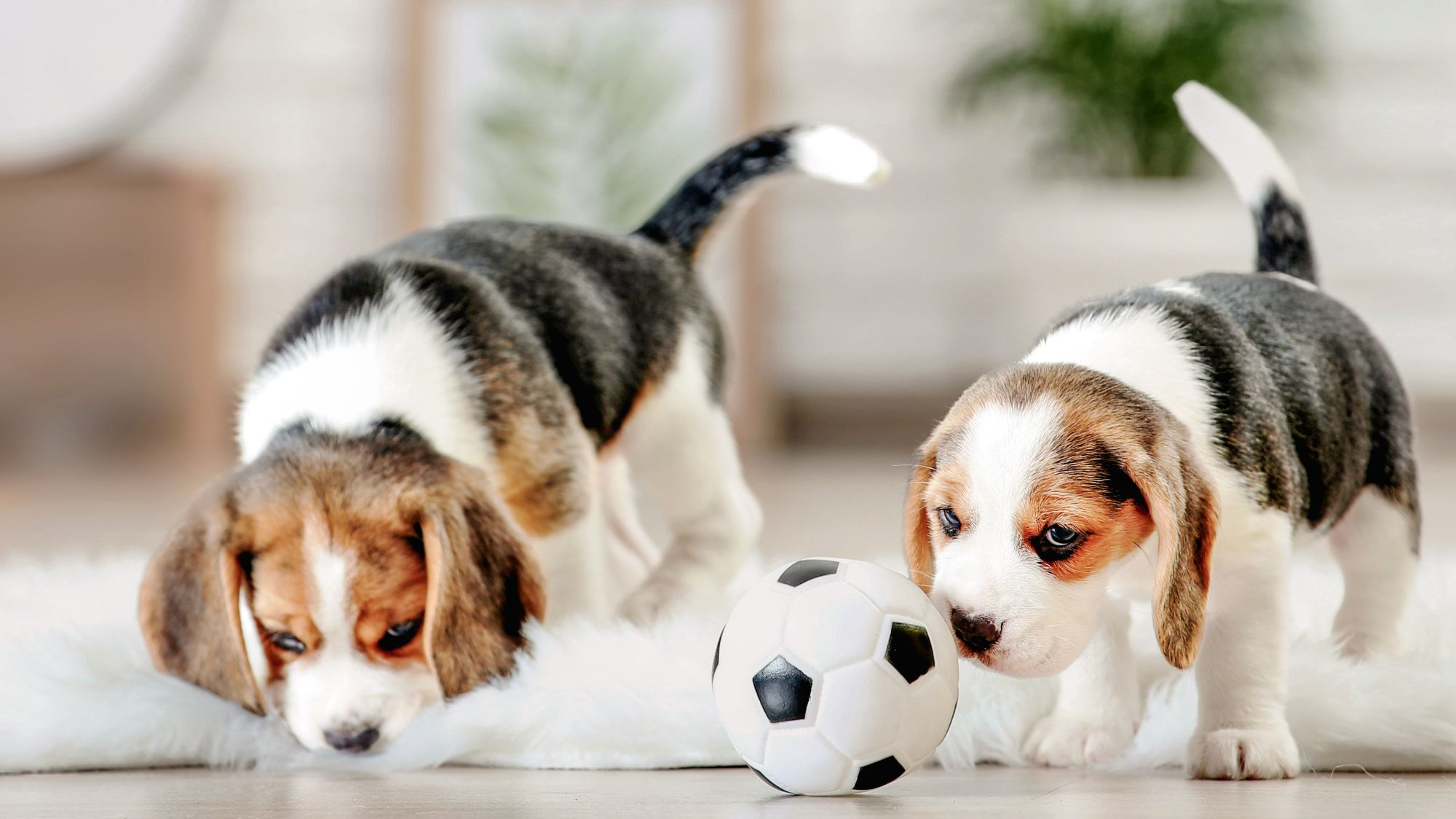 Beagle puppies standing on a rug indoors playing with a ball