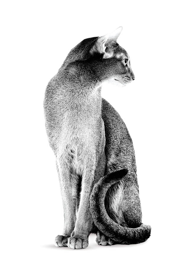 Дорослий кіт абісинської породи, що сидить, у відтінках сірого на білому тлі