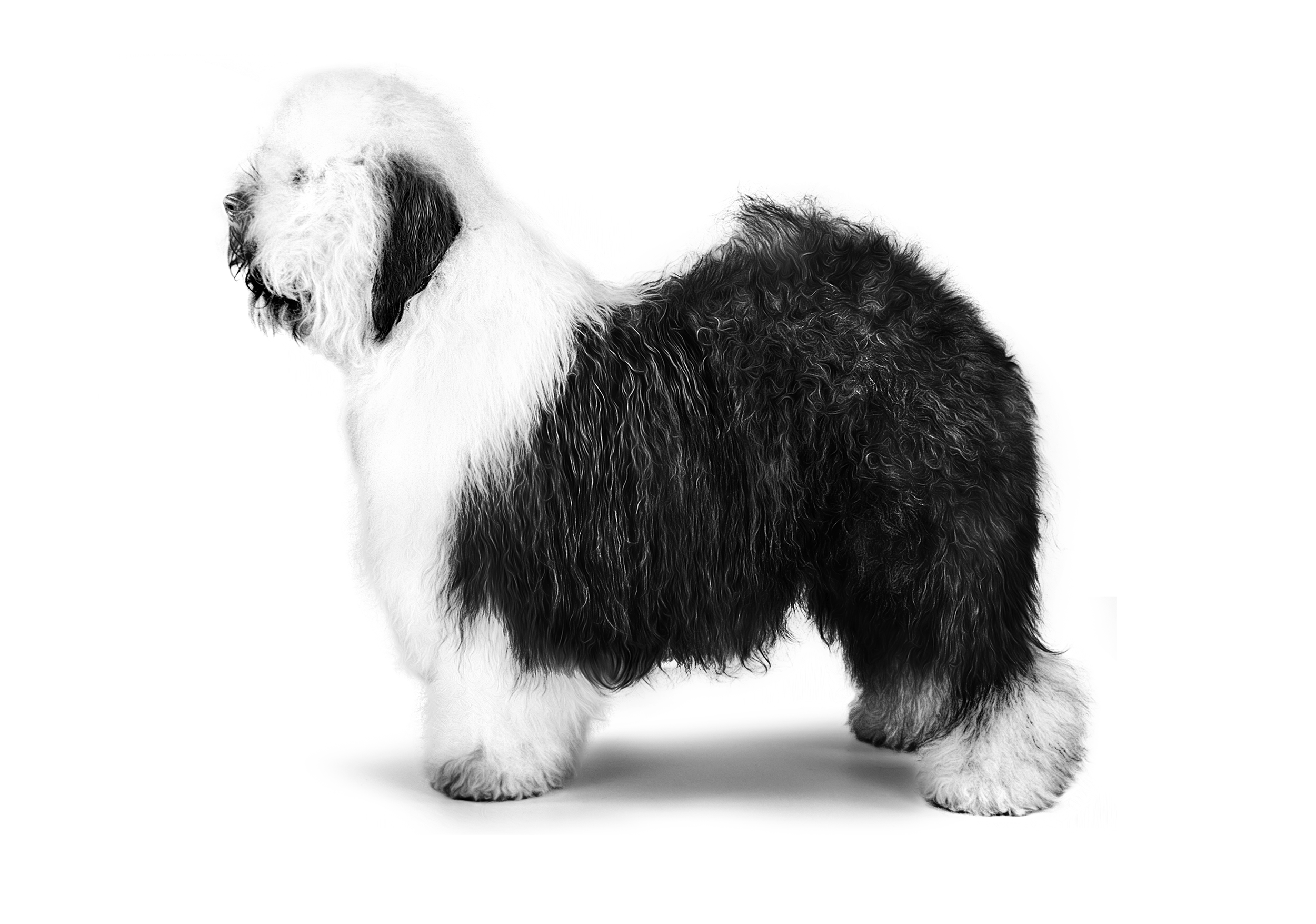 Old English Sheepdog adult black and white