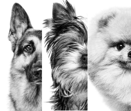 Collage of different dog breeds: German Shepherd, Yorkshire Terrier, and Pomeranian.