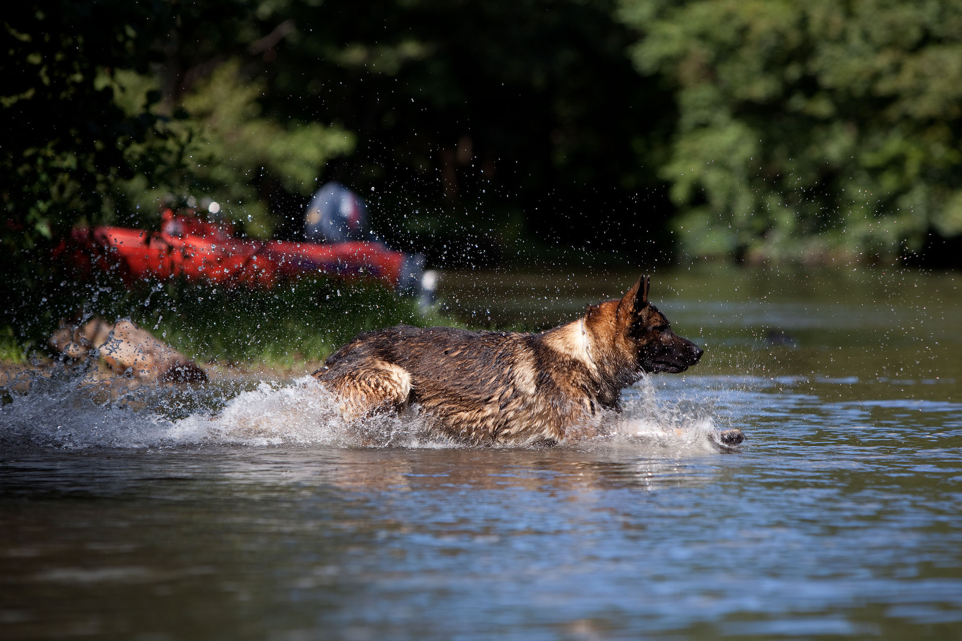 Собака боится воды