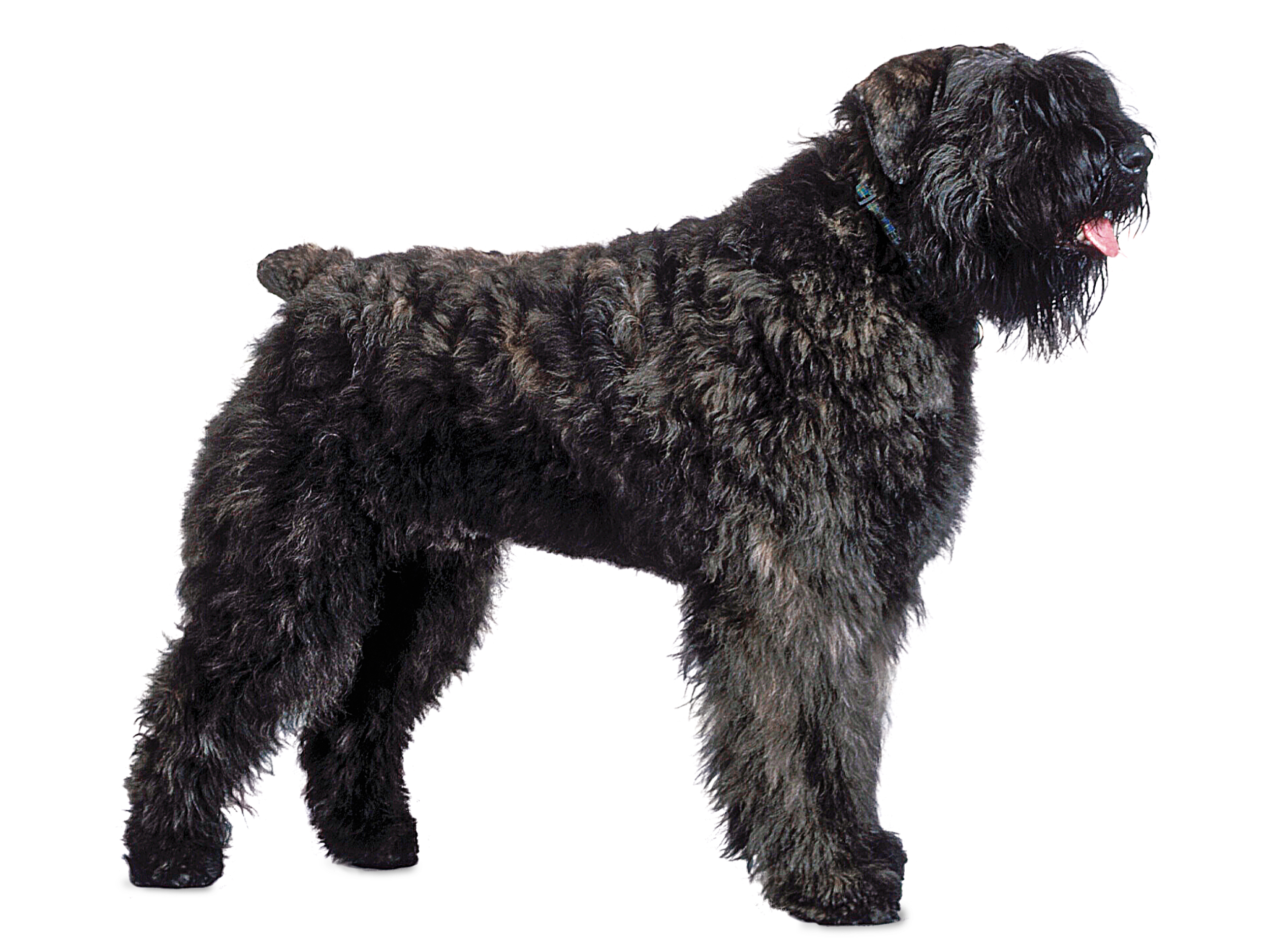 Bouvier des Flandres adult in black and white