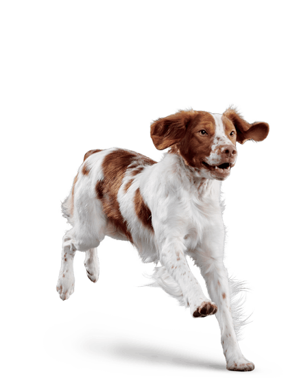 Eukanuba - Adult Medium Breed - Facing Illustration (2019 Restage)