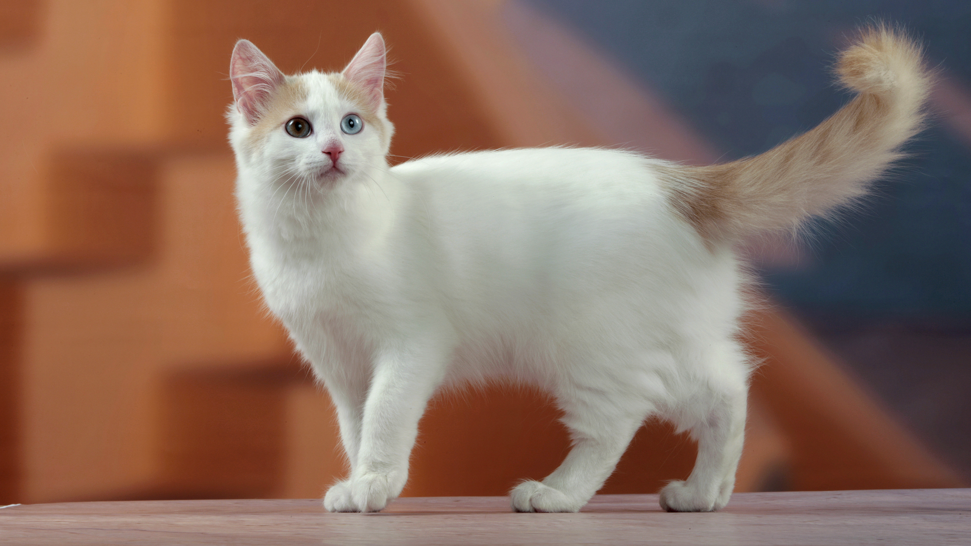 Side view of Turkish Van standing on a table