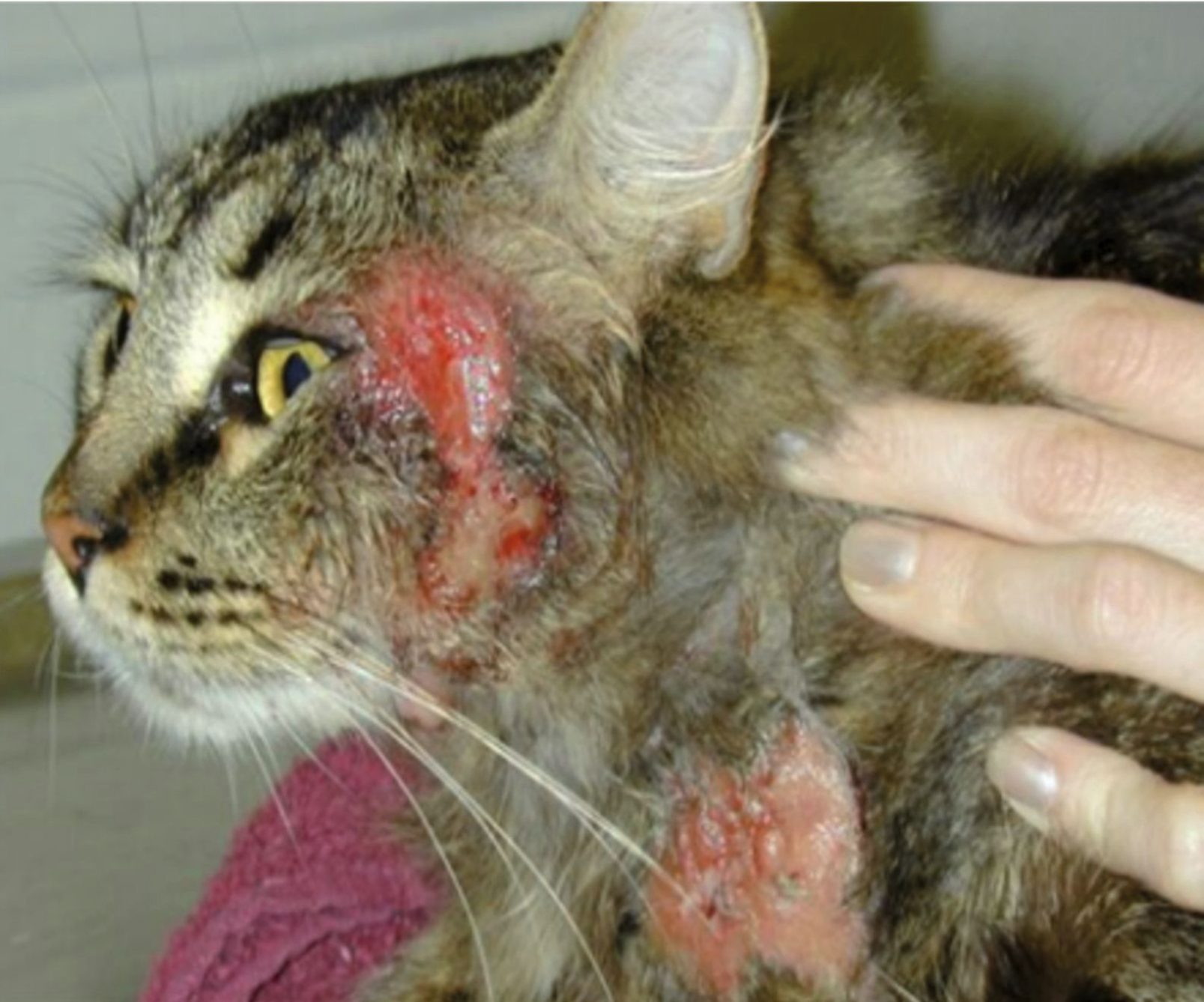 Head and neck excoriations in a cat with AD