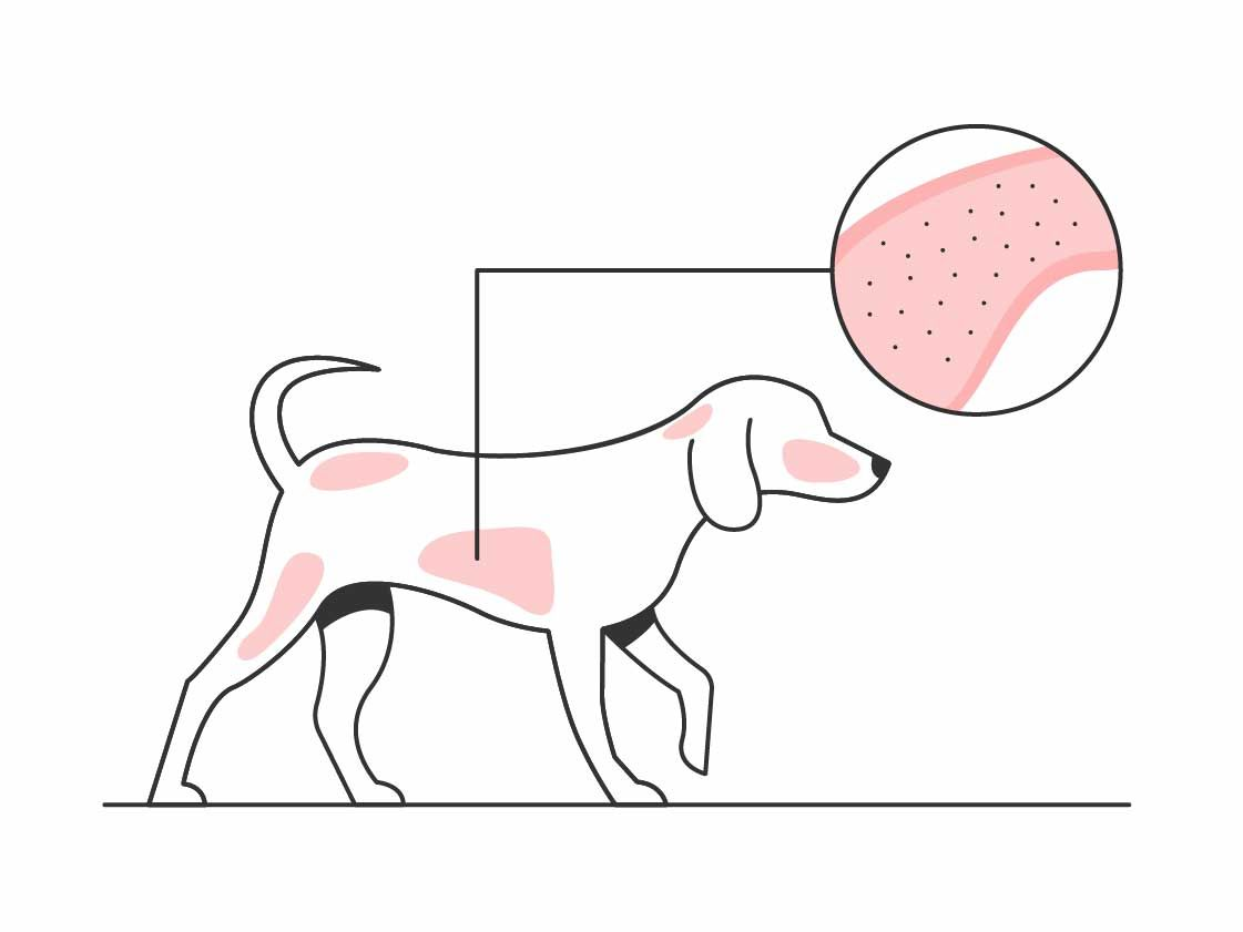 Illustration of a dog and close up of their skin