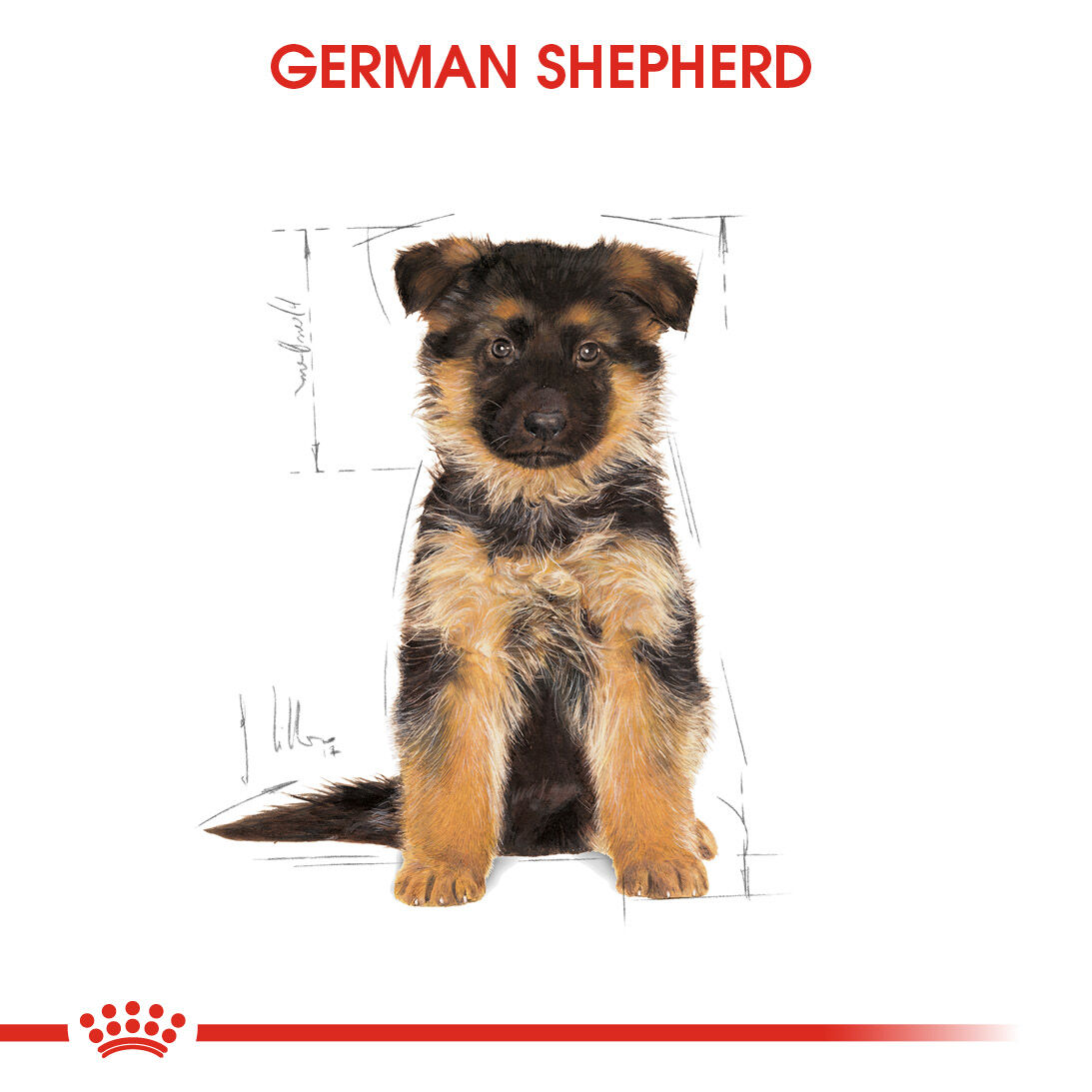 German Shepherd Puppy