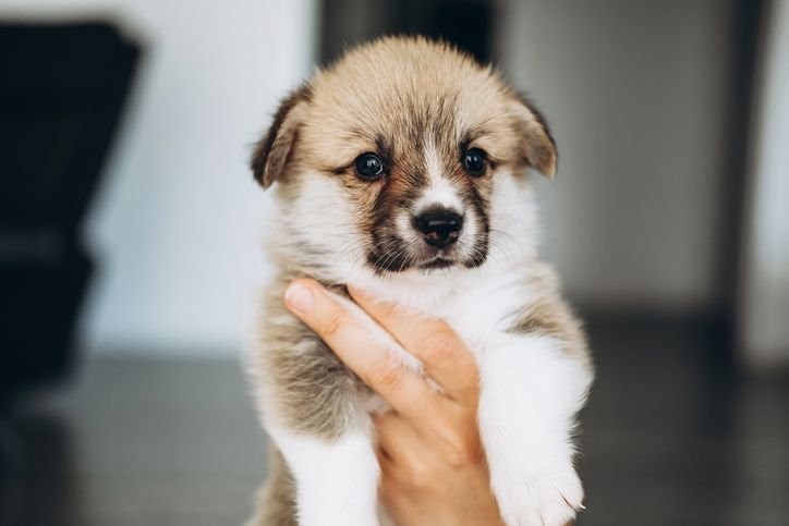 Lichtgekleurd pasgeboren Welsh corgipuppy die in een hand wordt gehouden