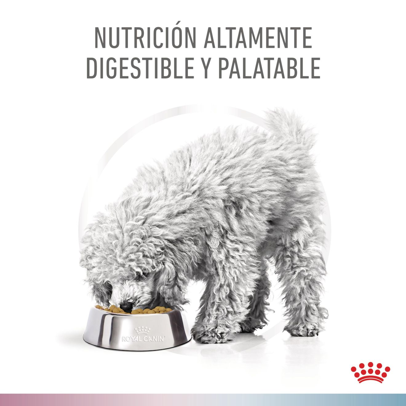 Renal + Hypoallergenic Small Dog