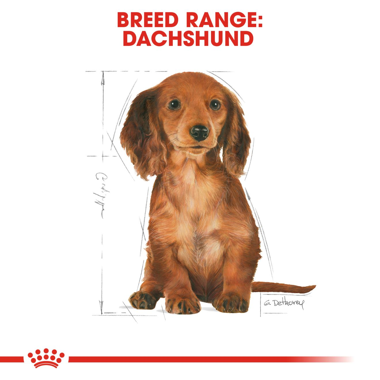 Dachshund Puppy Dog Food Royal Canin UK