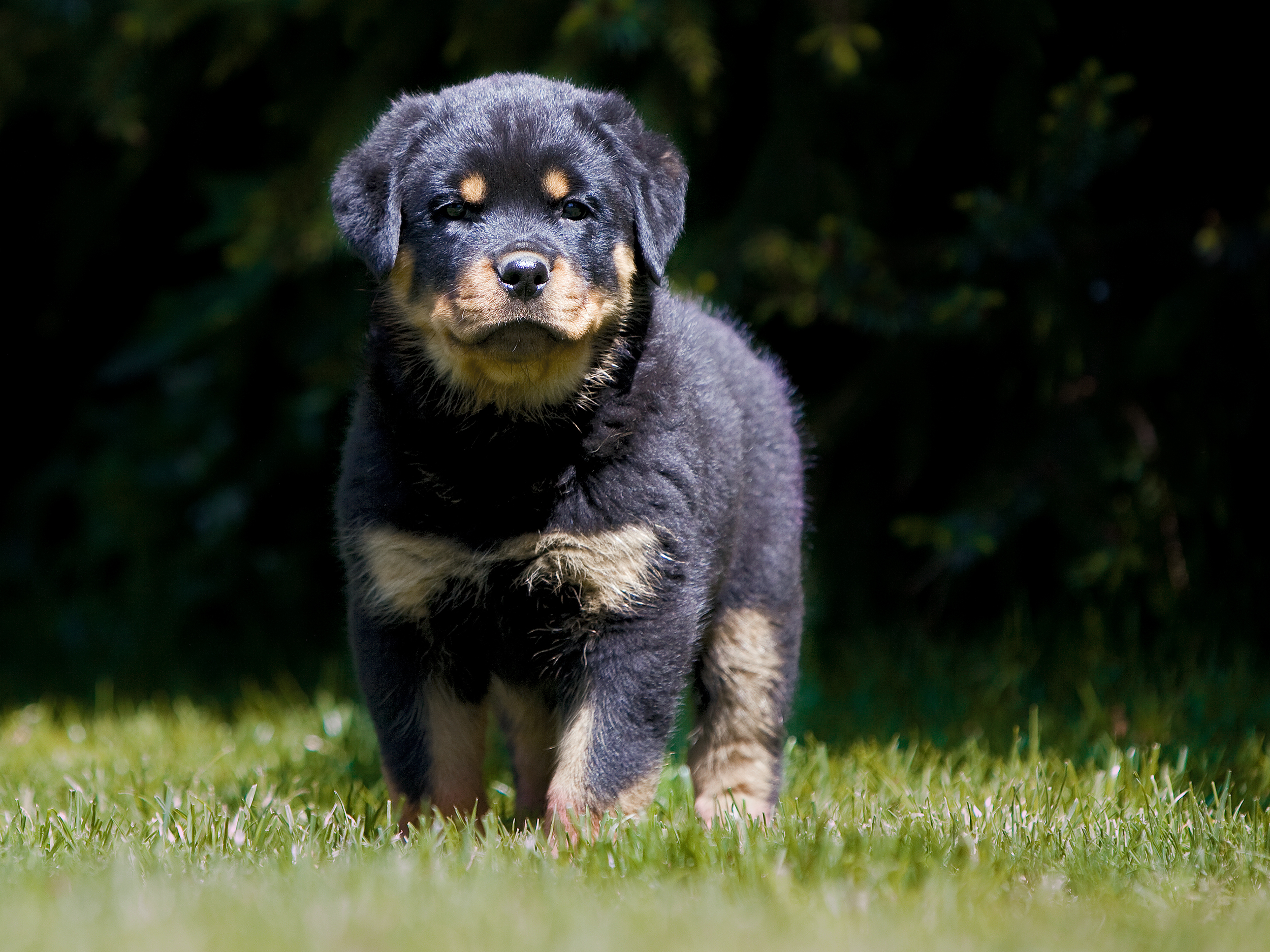 Rottweiler Royal Canin